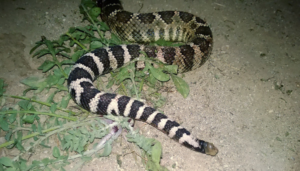 One of two rattlesnakes that Kyle and I ran into over the weekend