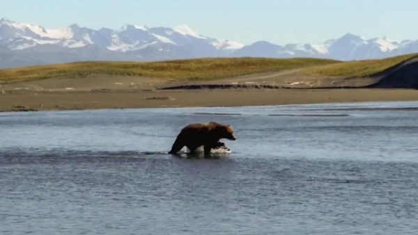 Alaskan Brown Bear as captured on phone by Guy Miner in Alaska 2500 BEAR DEFENSE: 44 Mag vs 10mm Auto (Which is Better?) – Ultimate Reloader