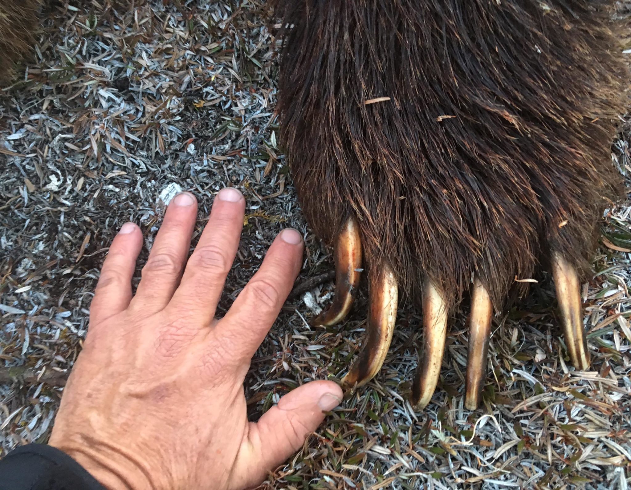 BEAR DEFENSE 44 Mag vs 10mm Auto (Which is Better?) Ultimate Reloader