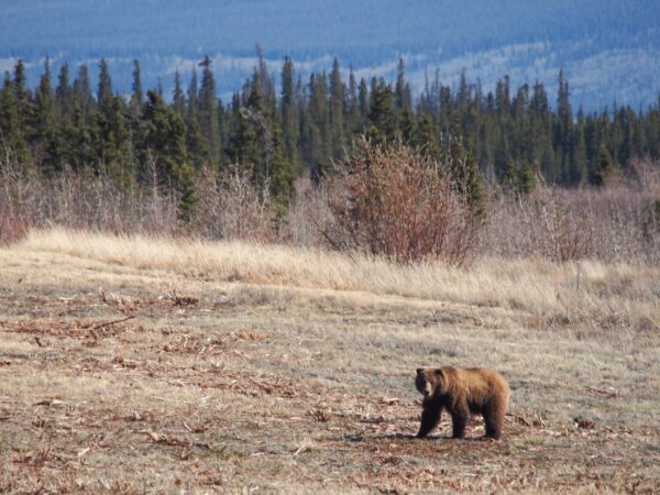 Kluane bear Photo by Guy Miner 2500 Less is More? Using a SMALLER Cartridge for Grizzly, Why? (30-06 vs 375 H&H) – Ultimate Reloader